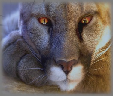 Animal Parts Book cover-6th final-cropped