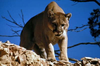 cougar-718092_1280